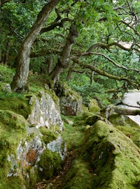 a moss covered rock next to a body of water